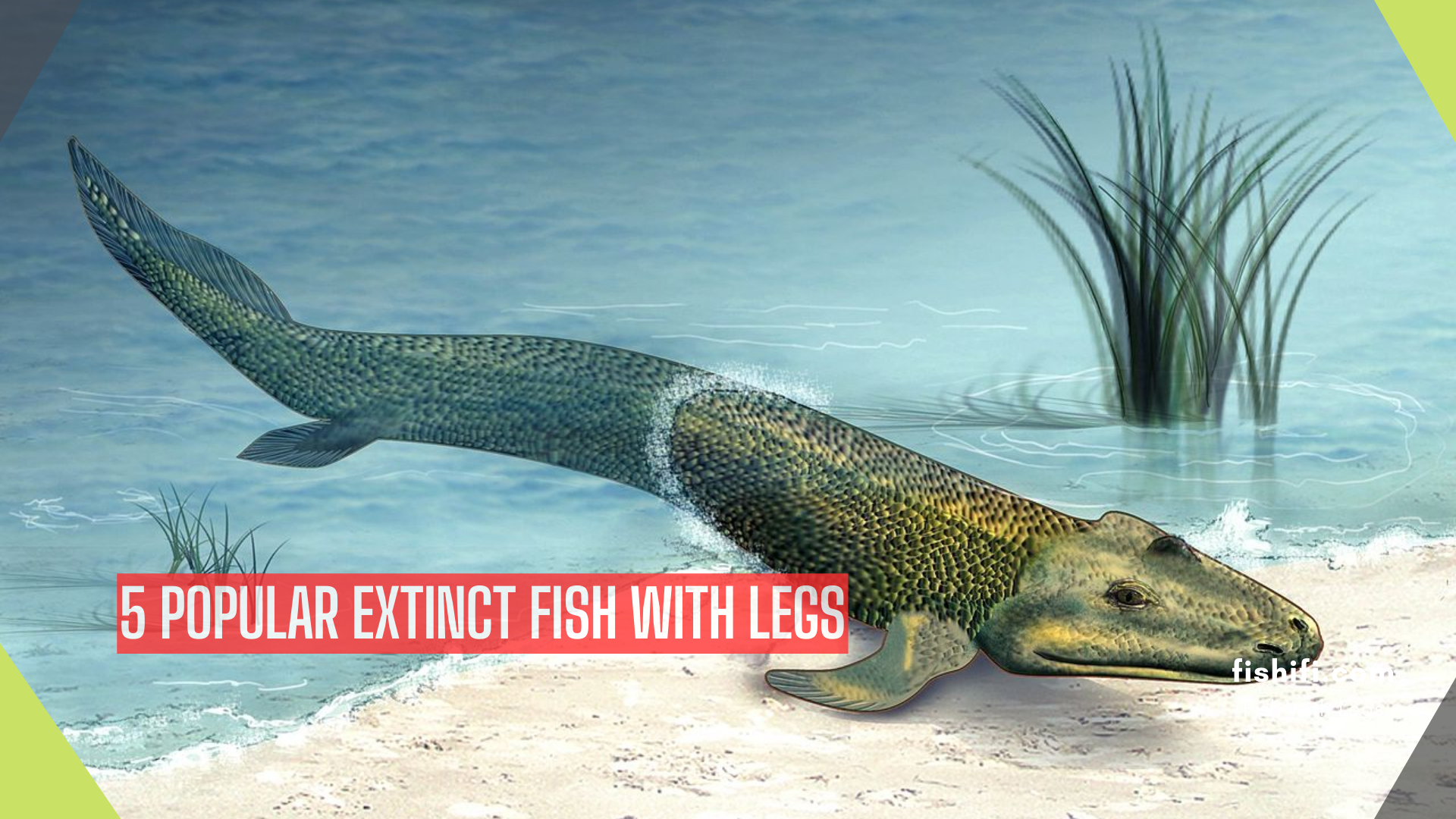 5-Popular-Extinct-Fish-With-Legs.