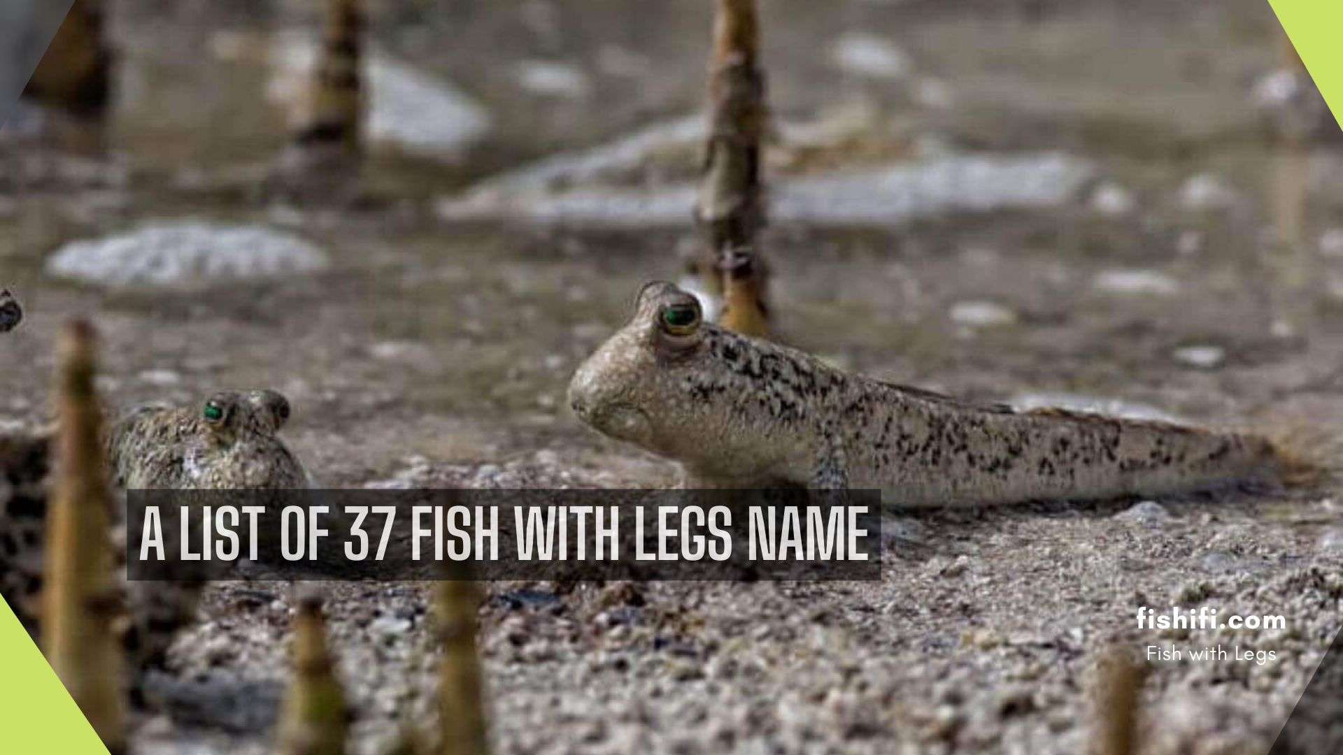 List-of-37-Fish-with-Legs-Name.