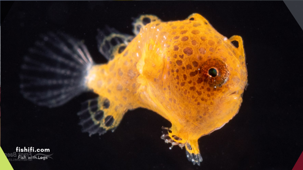 Frogfish: Walking Underwater Wonders