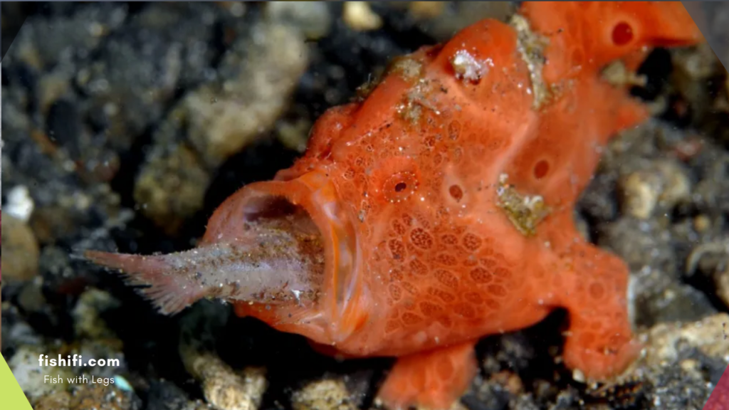 Frogfish: Walking Underwater Wonders