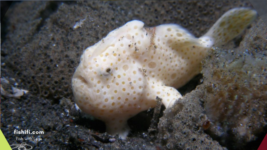 Frogfish: Walking Underwater Wonders