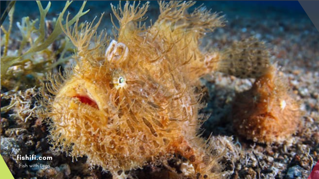 Frogfish: Walking Underwater Wonders