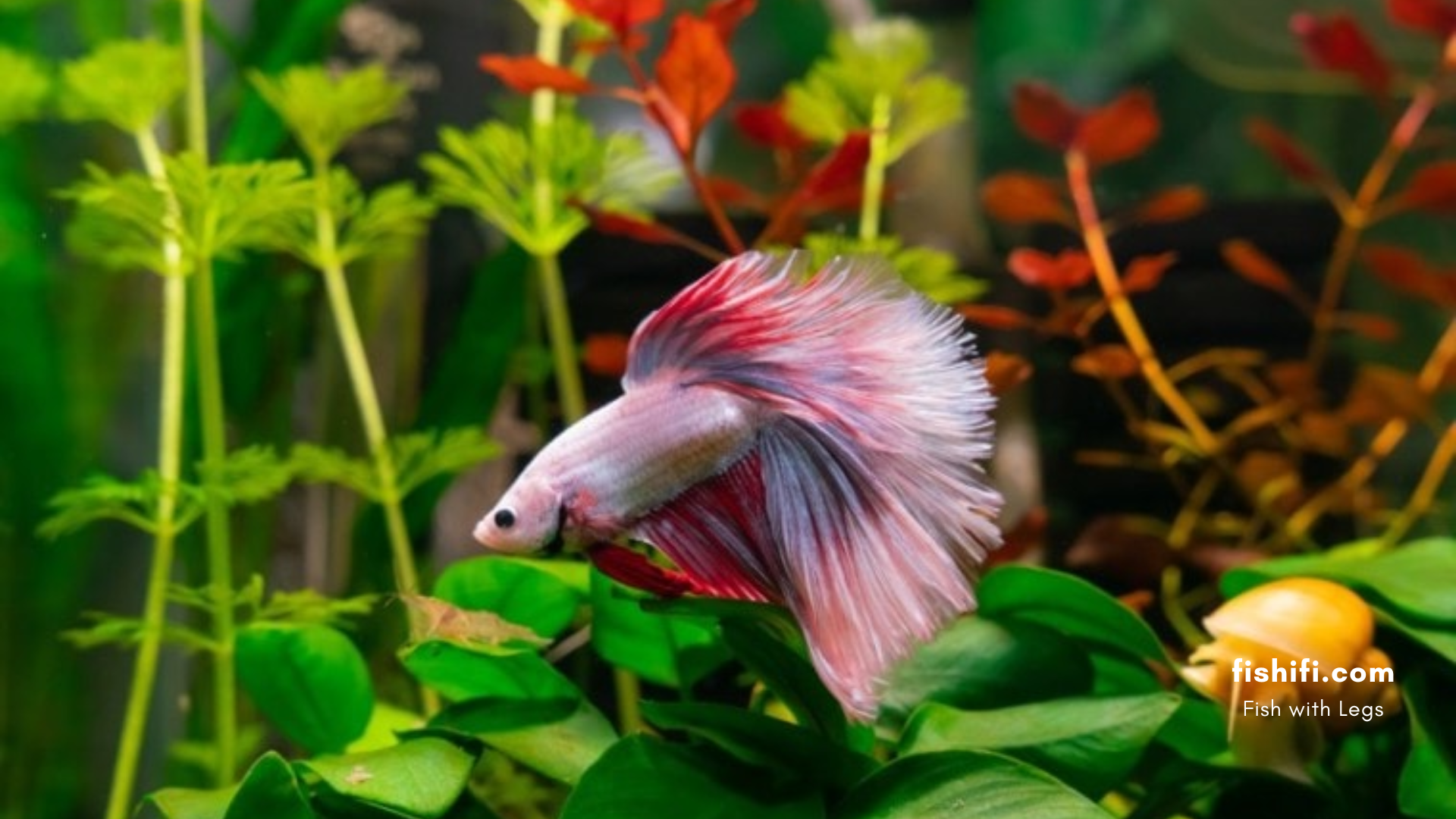 The Fascinating World of Betta Fish - fishifi.com