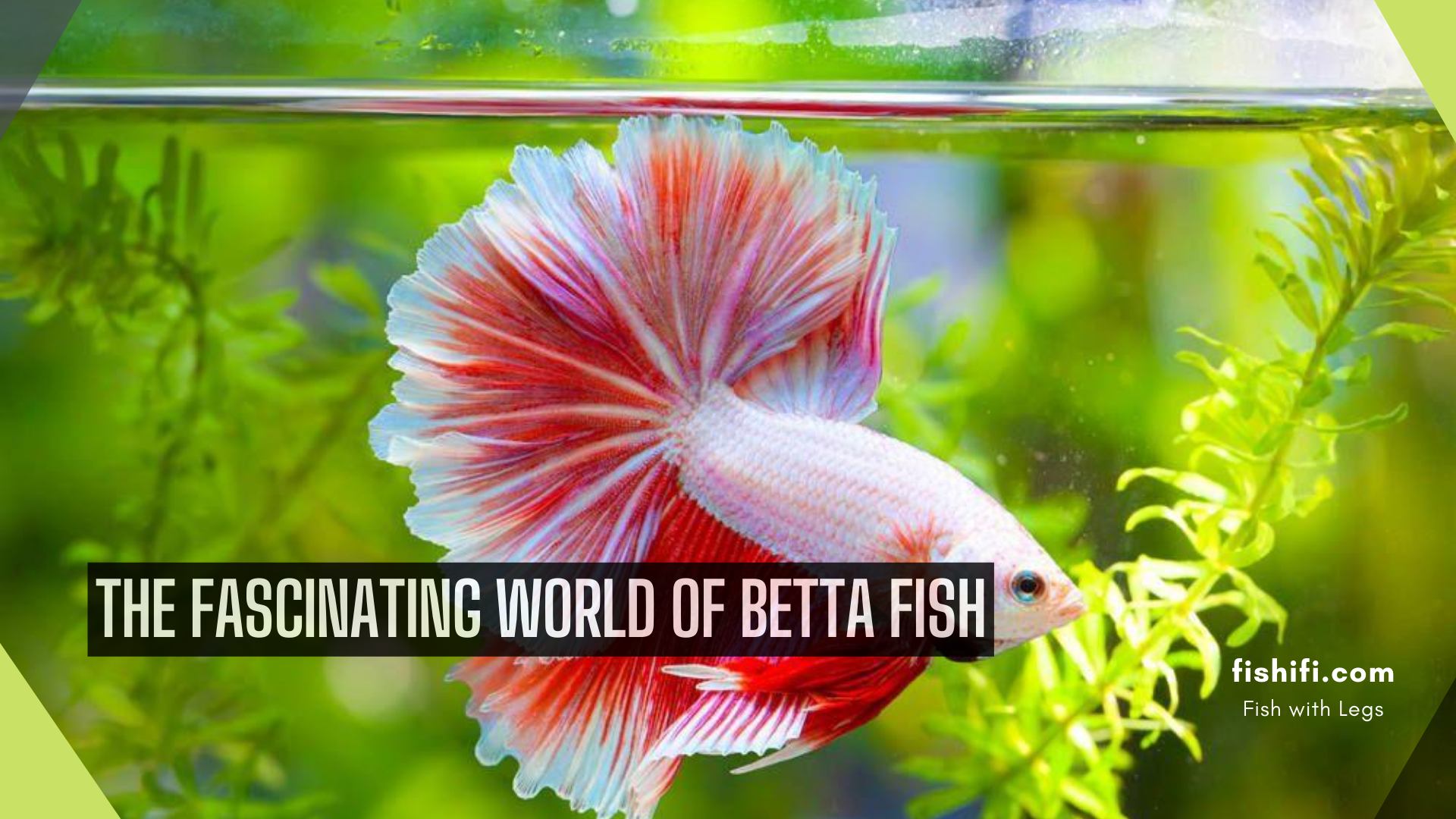 The-Fascinating-World-of-Betta-Fish.