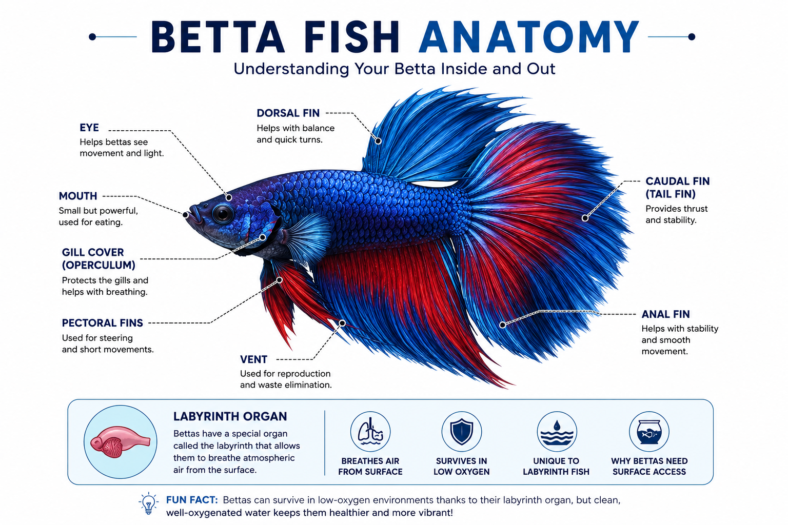 beeta fish anatomy