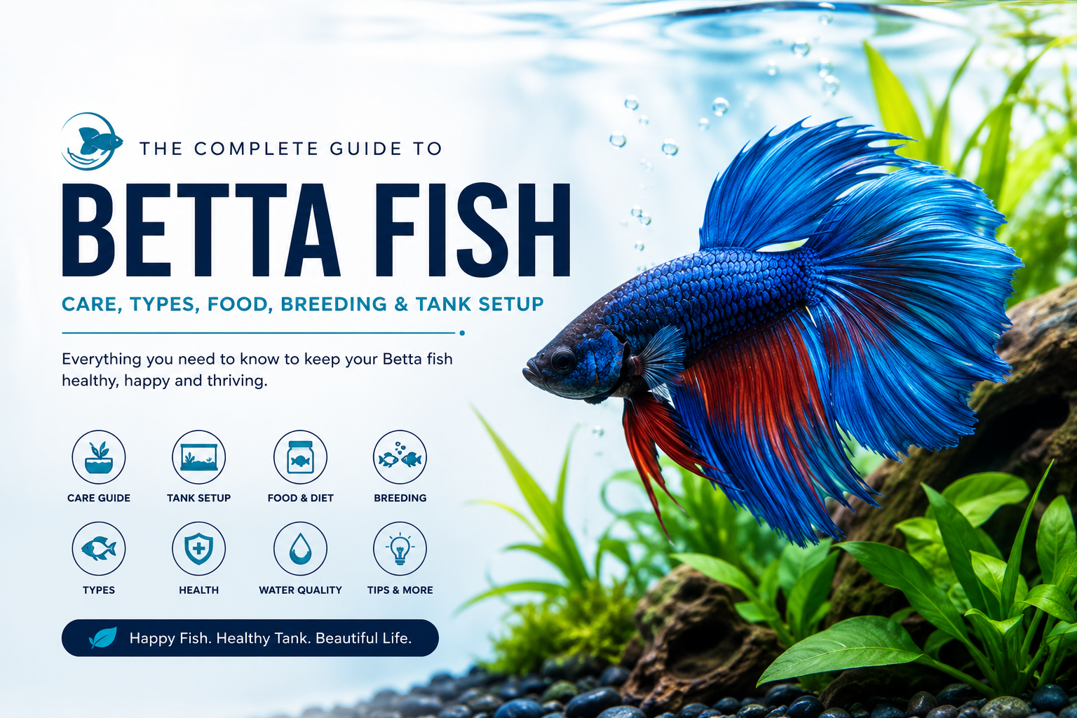 betta fish