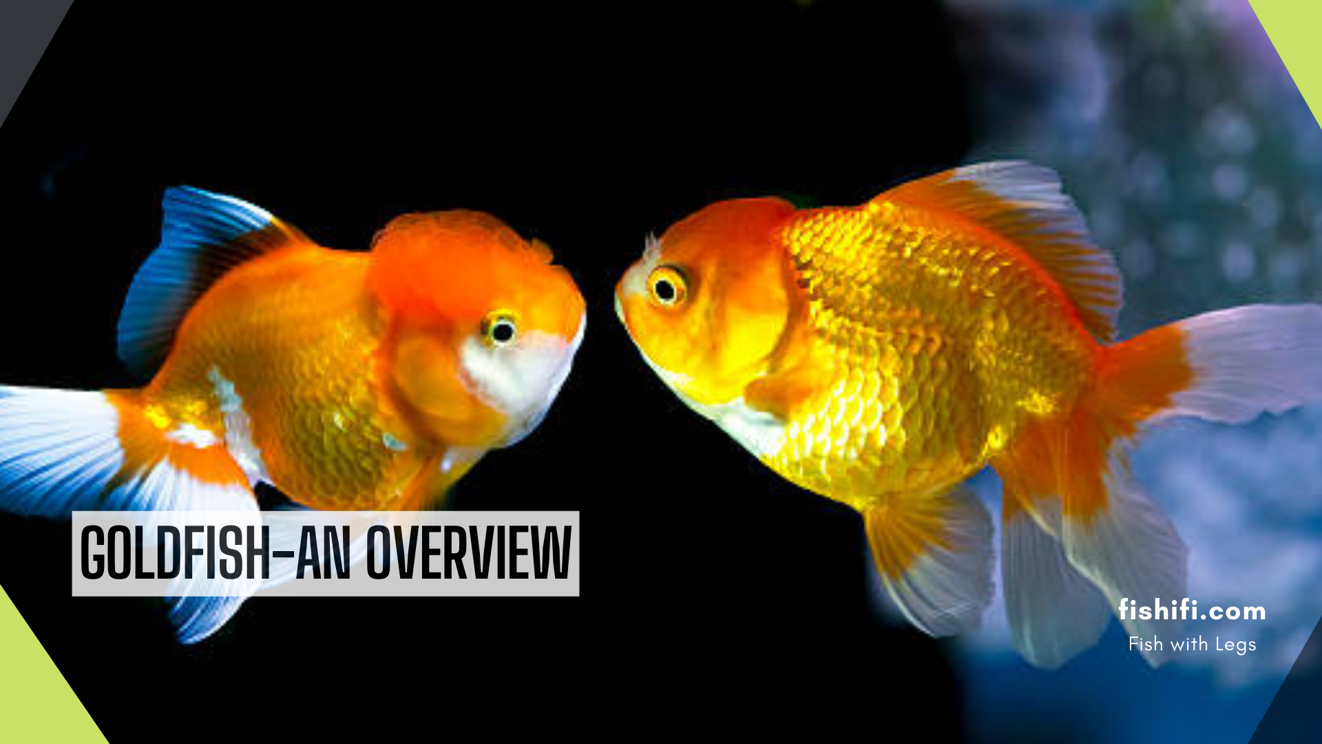 goldFish-an-overview.