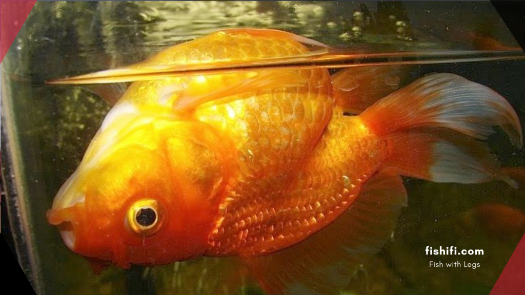 Swim Bladder Disease