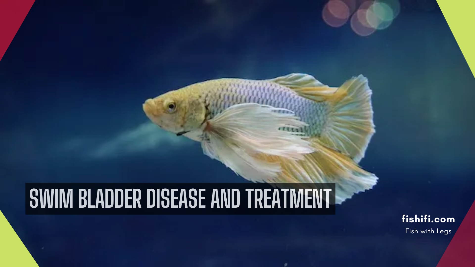 Swim Bladder Disease And Treatment 