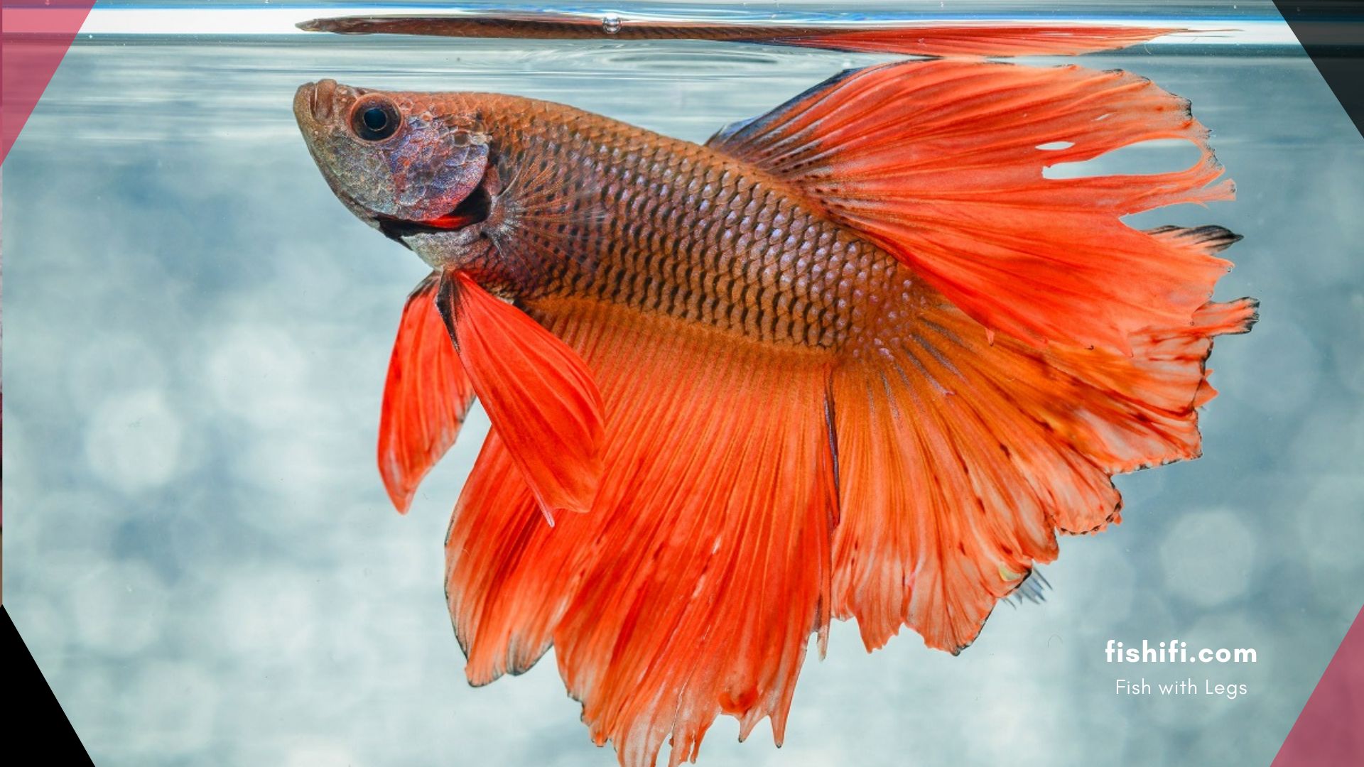Guide-to-Betta-Fish-Care-3 aquarium fish care