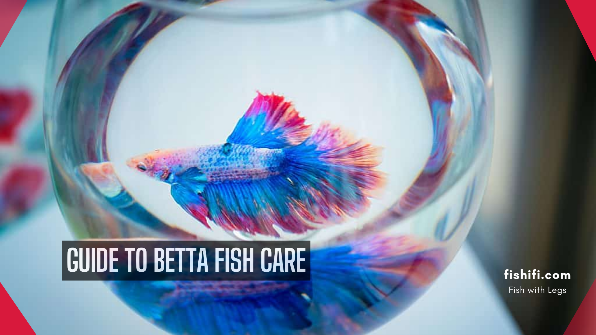 betta fish tanks