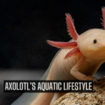 Can Axolotls Go on Land