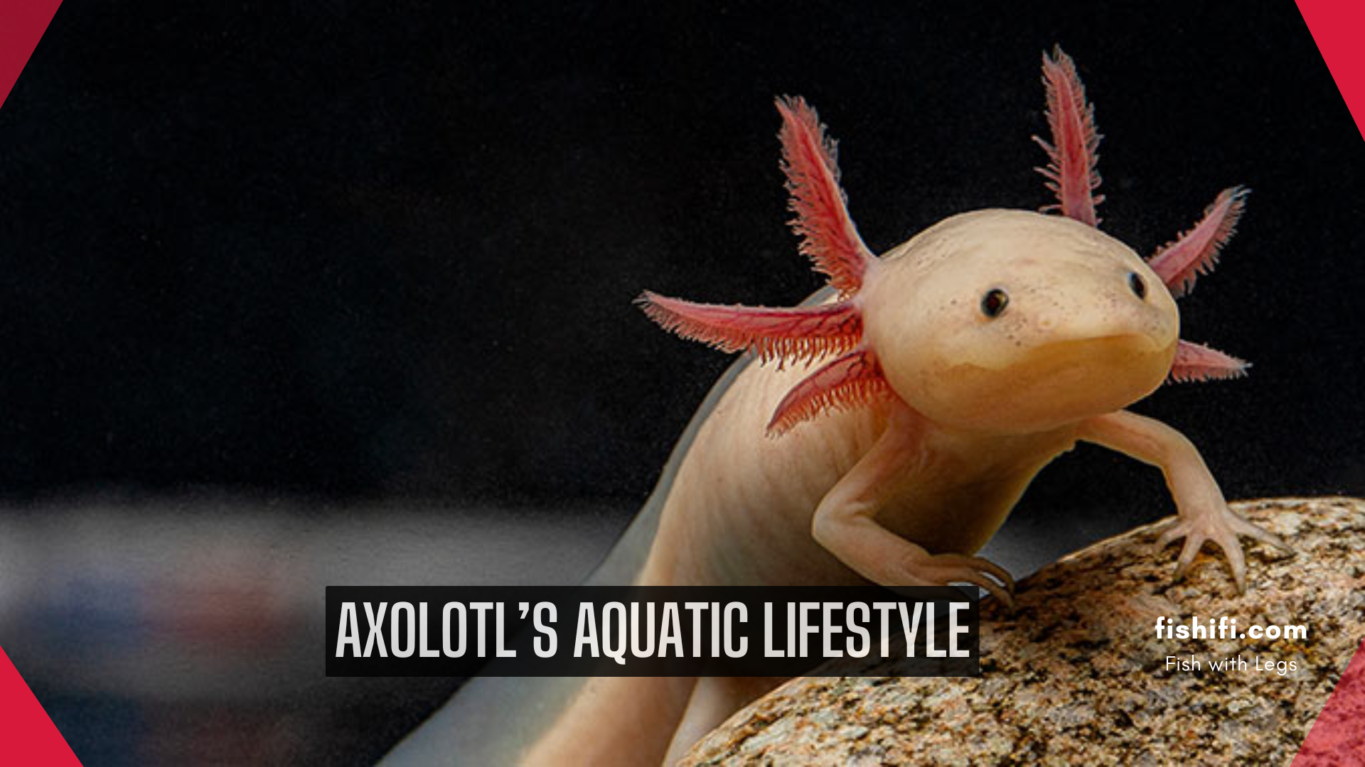 Can Axolotls Go on Land