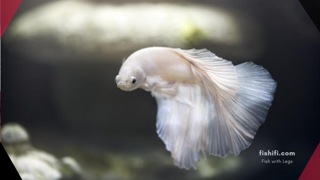 Betta Fish Flaring