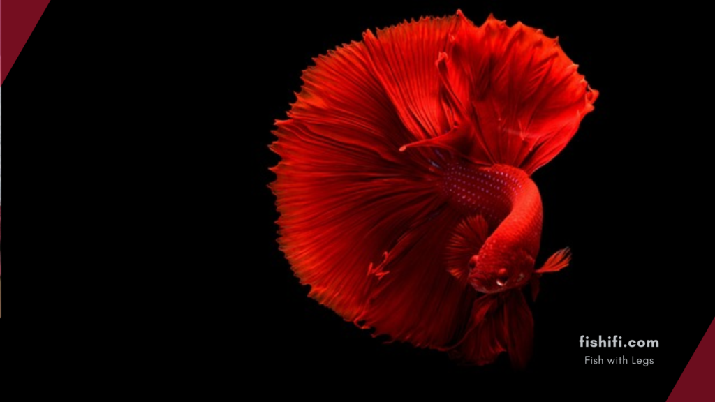 Betta Fish Flaring