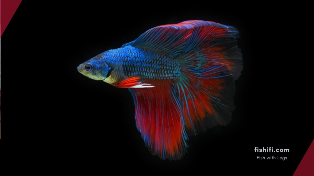 Betta Fish Flaring